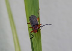 Atalantycha bilineata