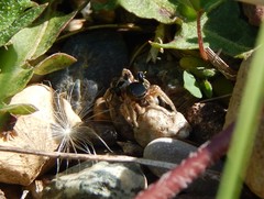 Habronattus captiosus