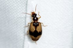 Lebia fuscata