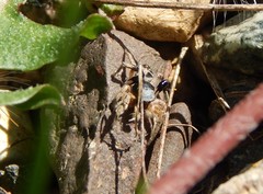 Habronattus captiosus