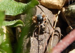Habronattus captiosus