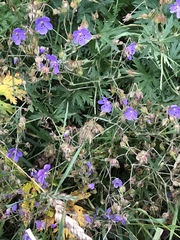 Geranium pratense