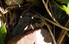 Habronattus captiosus