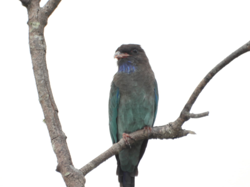 Eurystomus orientalis observed 2026-10-30