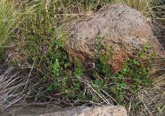 Cheilanthes sieberi sieberi