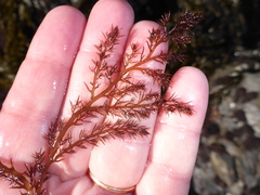 Odonthalia floccosa