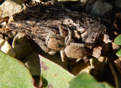 Habronattus captiosus