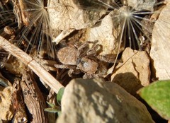 Habronattus captiosus