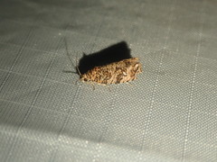 Phaecasiophora niveiguttana