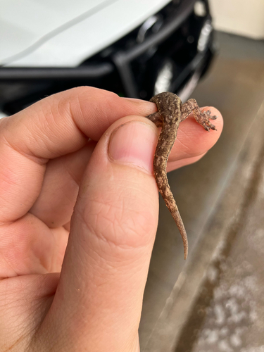 Hemidactylus frenatus observed 2026-10-30