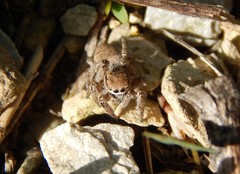 Habronattus captiosus