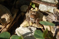 Habronattus captiosus