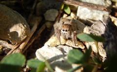 Habronattus captiosus