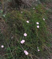 Convolvulus angustissimus