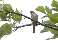Elaenia parvirostris