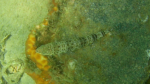 Synodus variegatus observed 2026-10-30