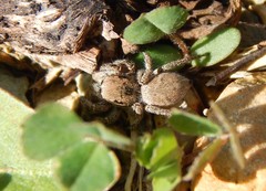 Habronattus captiosus