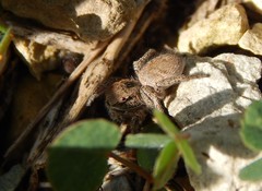 Habronattus captiosus