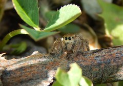 Habronattus captiosus