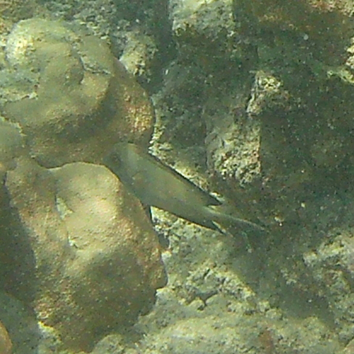 Ctenochaetus striatus observed 2026-10-30