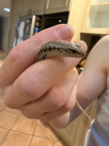 Sphenomorphus observed 2026-10-30