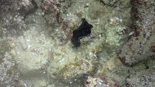 Pseudoceros observed 2026-10-29