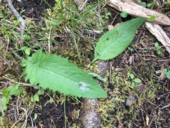 Cirsium heterophyllum