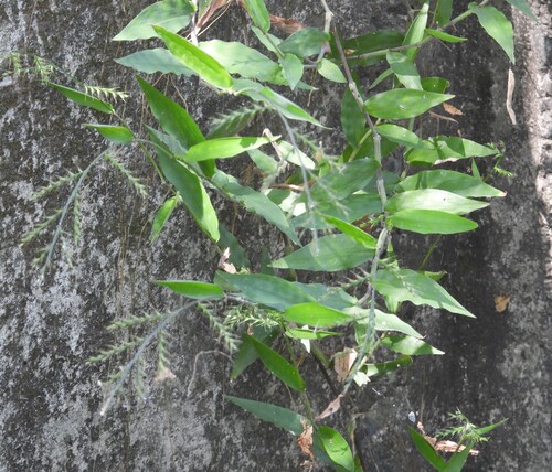 Oplismenus compositus observed 2026-10-29
