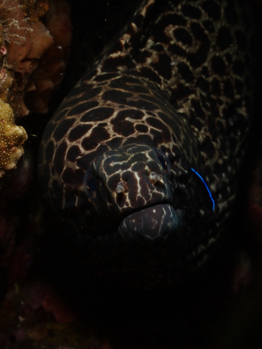 Gymnothorax observed 2026-10-30