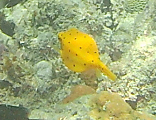 Ostracion cubicus observed 2026-10-30