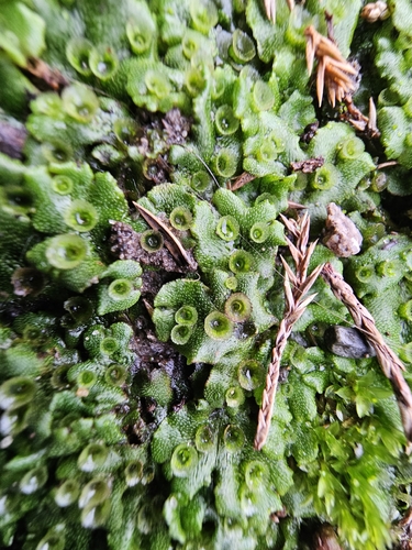 Hepaticae observed 2026-10-29