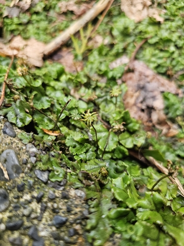 Hepaticae observed 2026-10-29