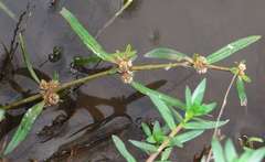 Alternanthera denticulata