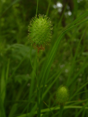 Carex squarrosa