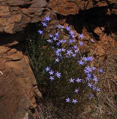 Wahlenbergia capillaris