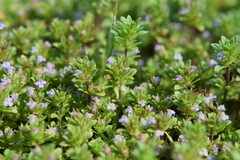 Pogogyne serpylloides