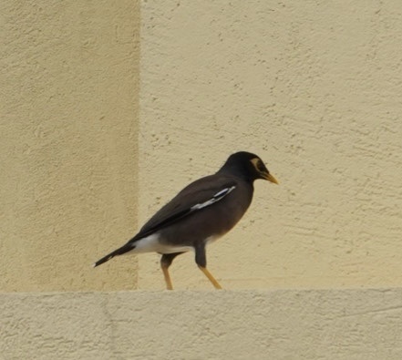 Acridotheres tristis observed 2026-10-30