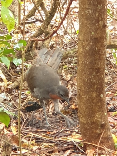 Aves observed 2026-10-29