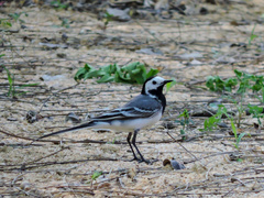 Motacilla alba