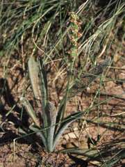 Plantago hispida
