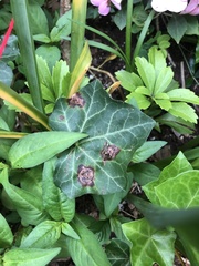 Colletotrichum trichellum