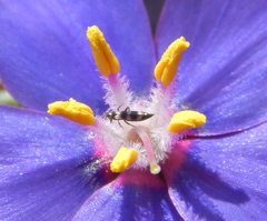 Aeolothrips intermedius