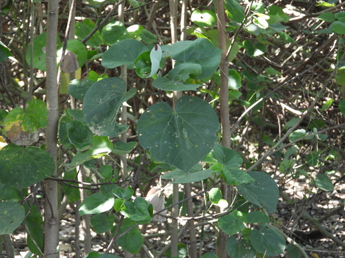 Talipariti tiliaceum observed 2026-10-29