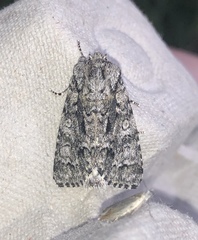 Acronicta impressa