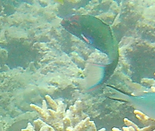 Thalassoma observed 2026-10-30