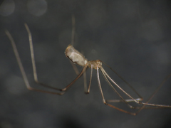 Pholcus phalangioides