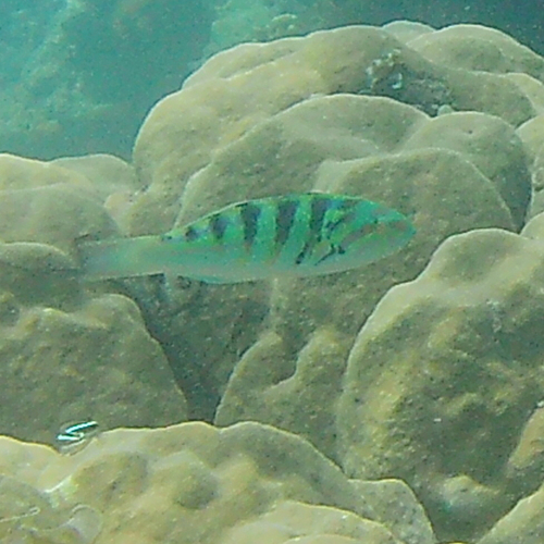 Thalassoma observed 2026-10-30