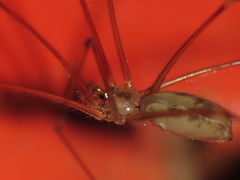Pholcus phalangioides