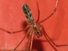Pholcus phalangioides