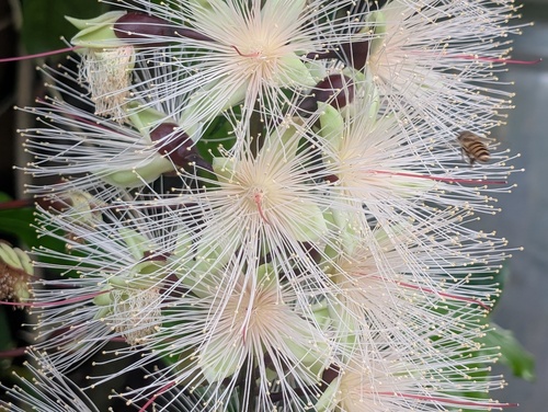 Barringtonia racemosa observed 2026-09-22